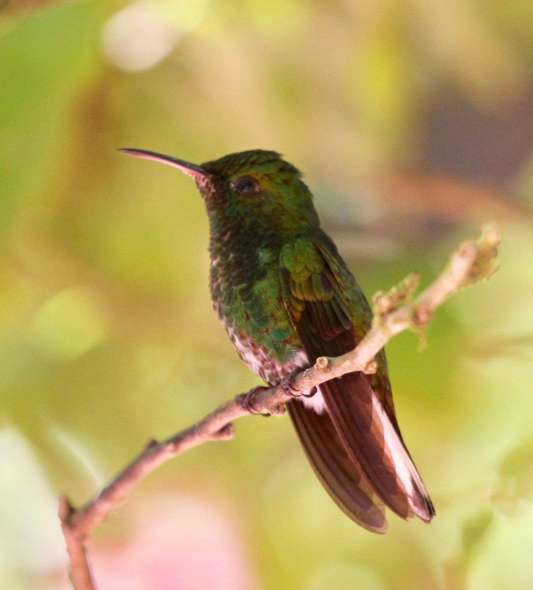 Coppery-headed Emerald - ML628246505