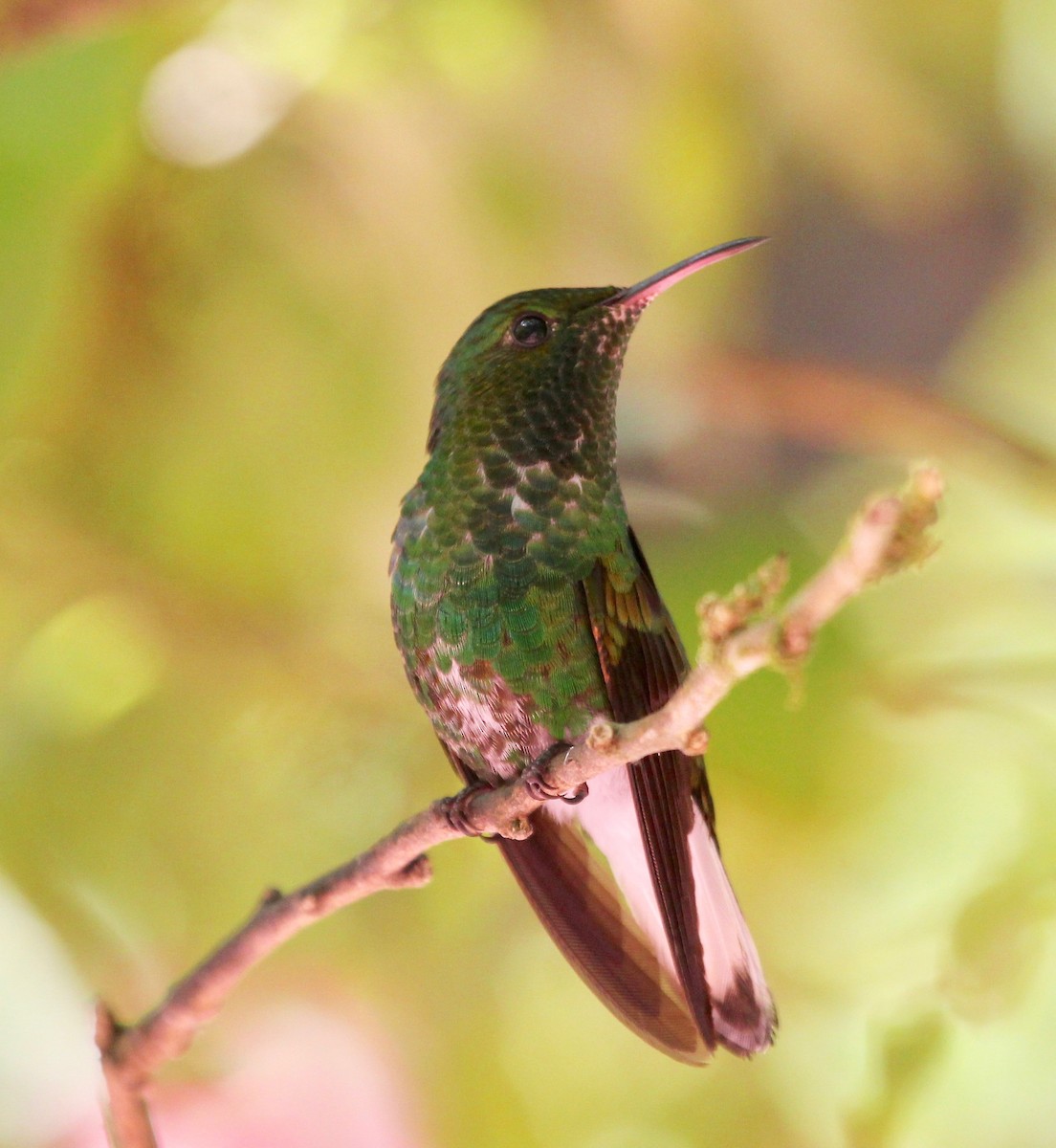 Coppery-headed Emerald - ML628246507