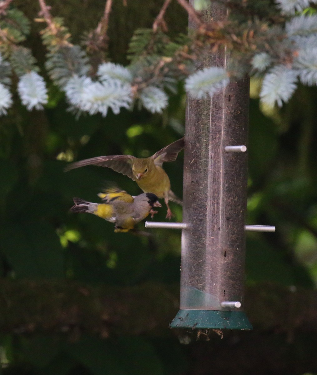 American Goldfinch - ML62824651