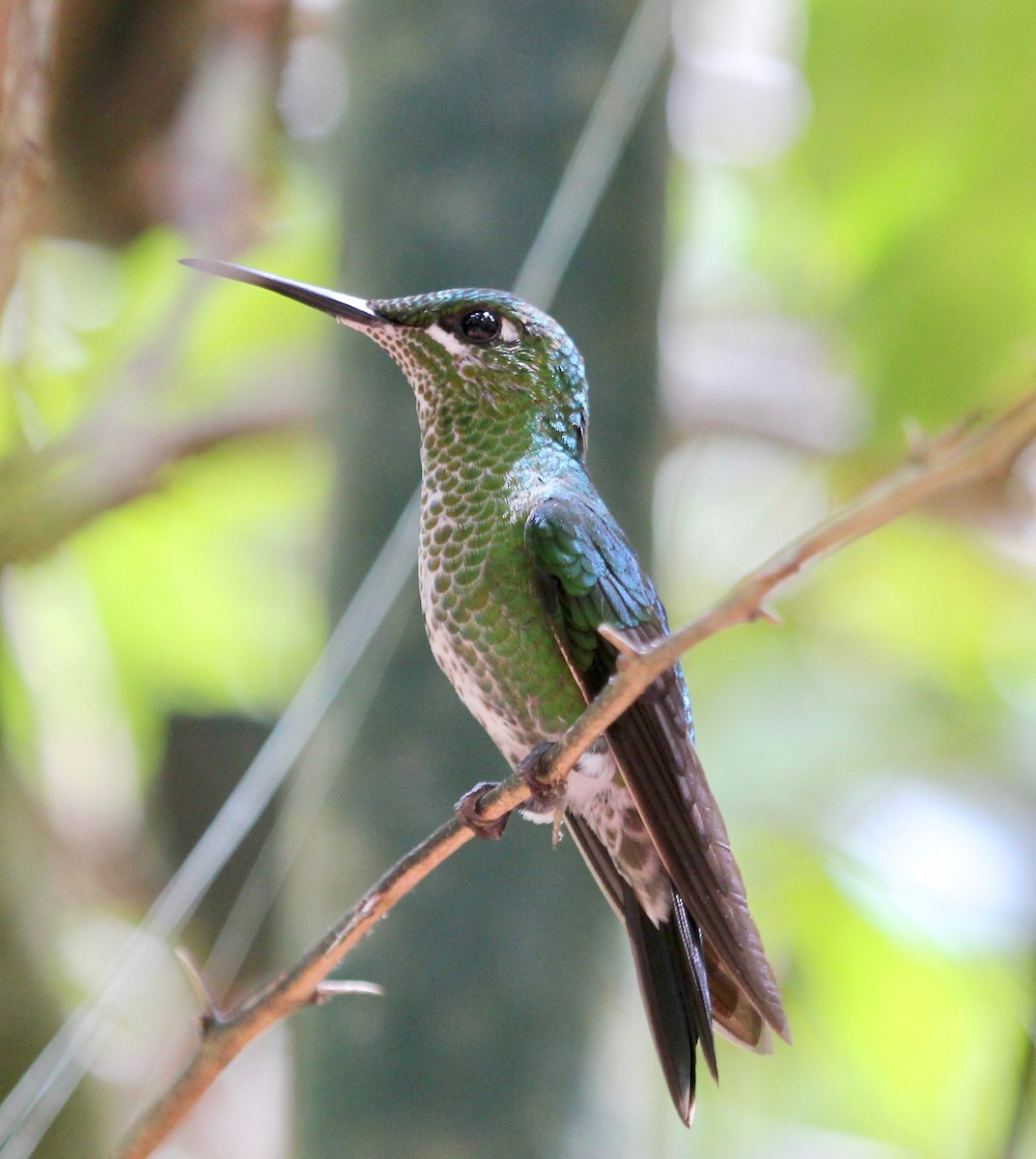 Green-crowned Brilliant - ML628246524