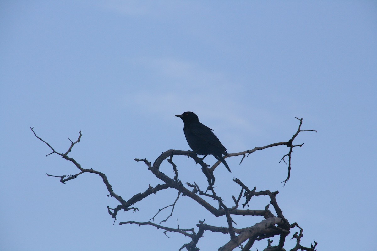 Pale-winged Starling - ML628246650