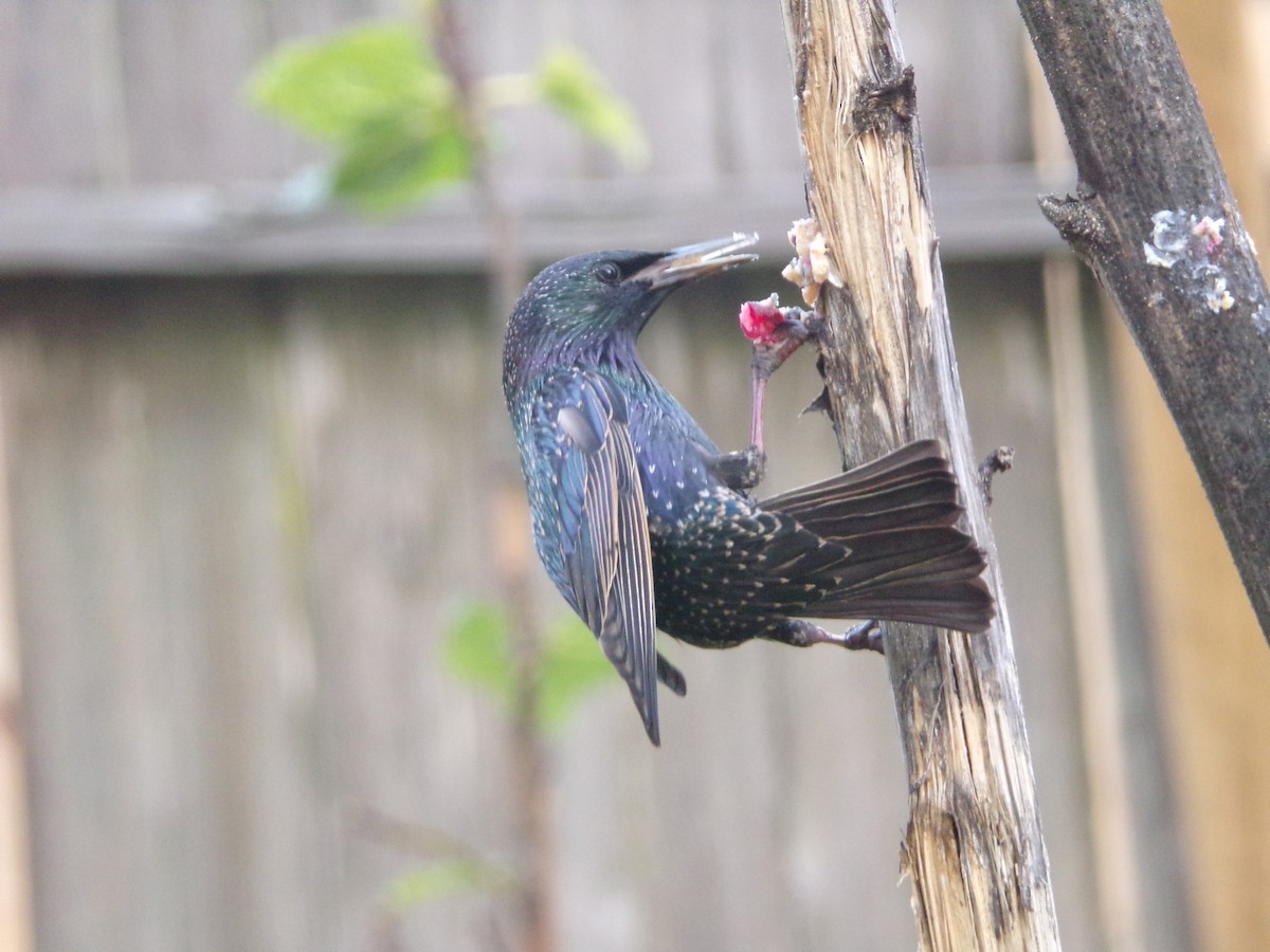 European Starling - ML628246802