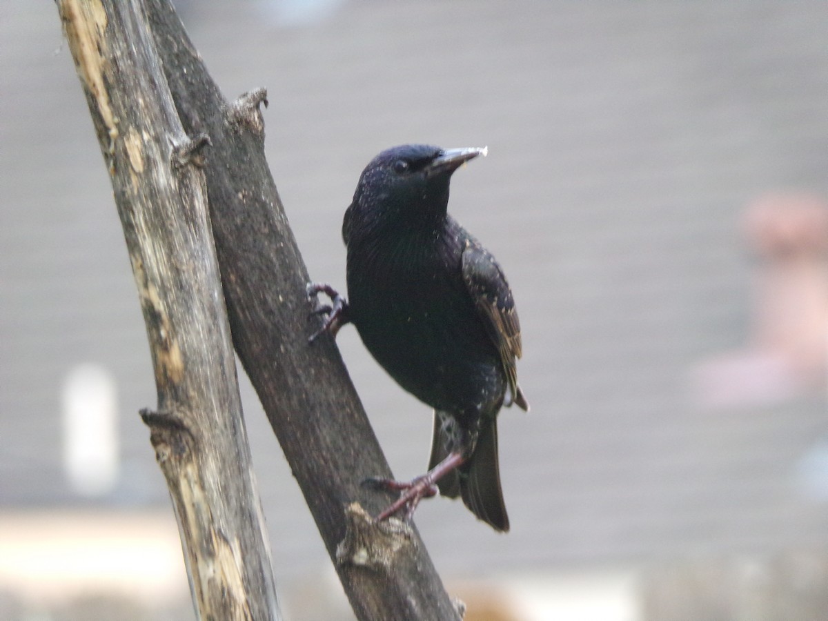 European Starling - ML628246803