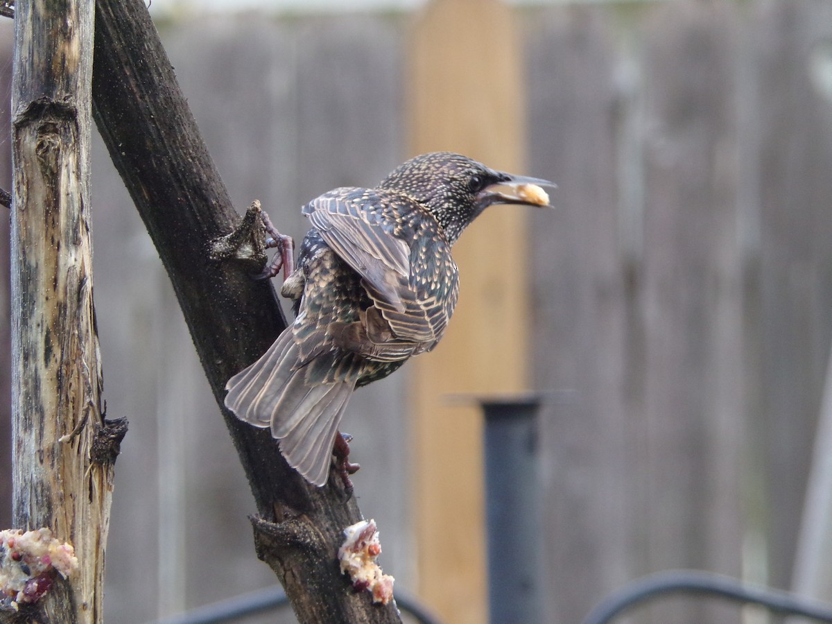 European Starling - ML628246804