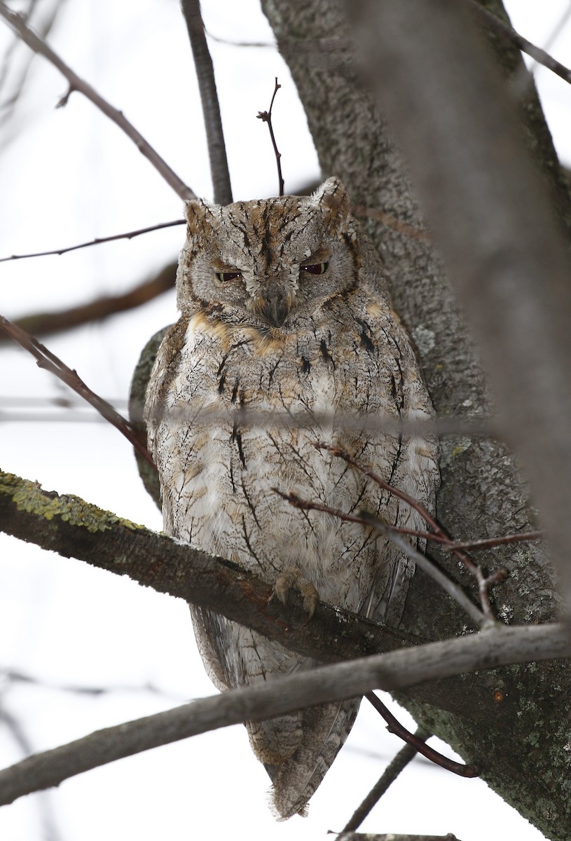 Eurasian Scops-Owl - ML628246822