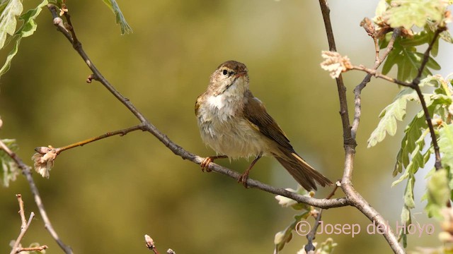 Western Bonelli's Warbler - ML628246868