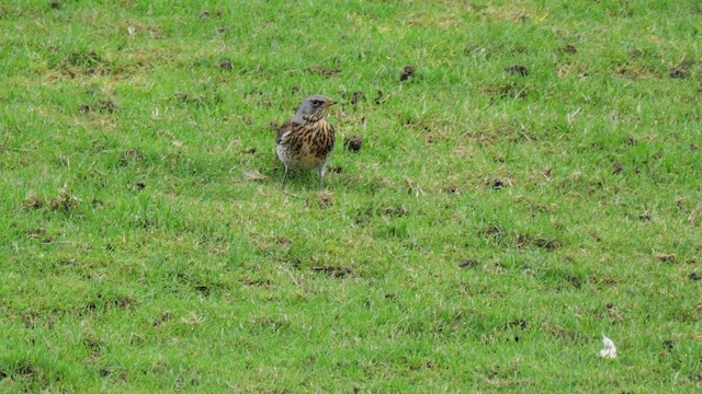 Fieldfare - ML628246910