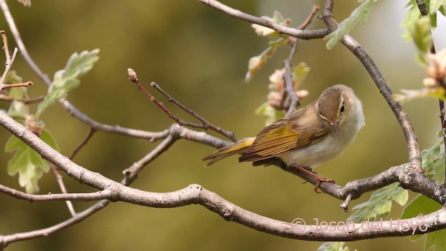 Western Bonelli's Warbler - ML628246994