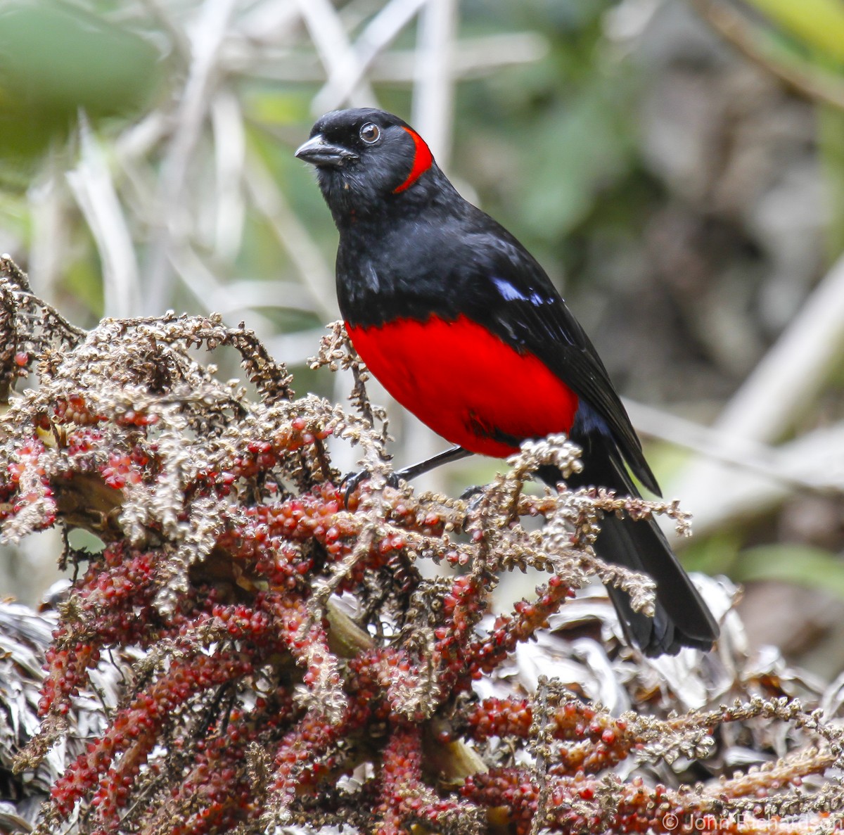 Scarlet-bellied Mountain Tanager - ML628247140