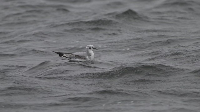 Bonaparte's Gull - ML628247205