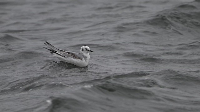 Bonaparte's Gull - ML628247244