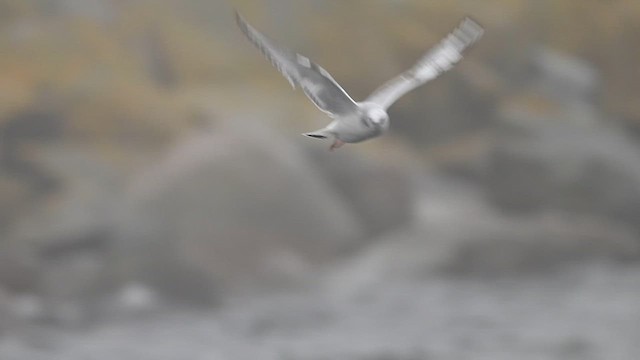Bonaparte's Gull - ML628247292