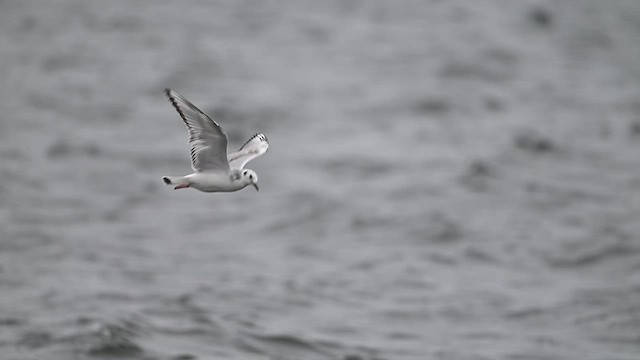 Bonaparte's Gull - ML628247301