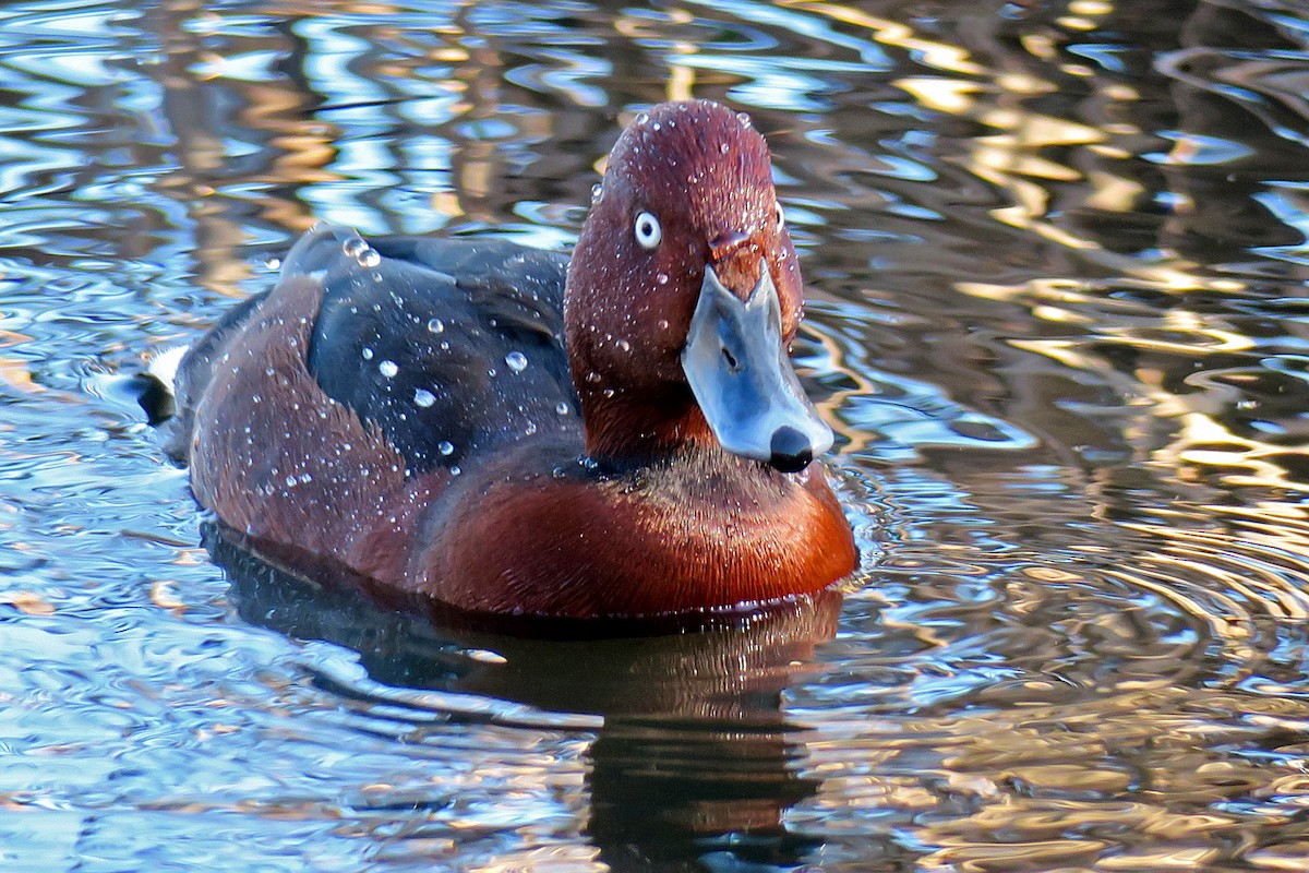 Ferruginous Duck - Juan Pérez