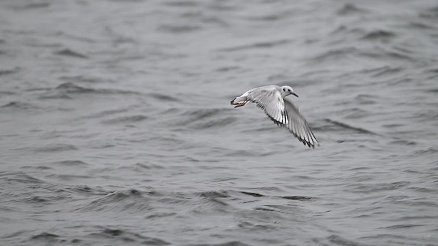 Bonaparte's Gull - ML628247344