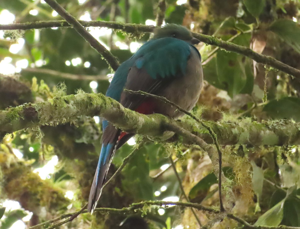 Quetzal Guatemalteco (costaricensis) - ML628247663