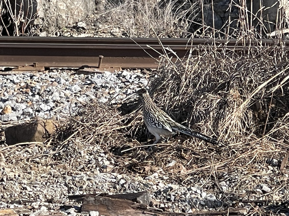 Greater Roadrunner - ML628247696