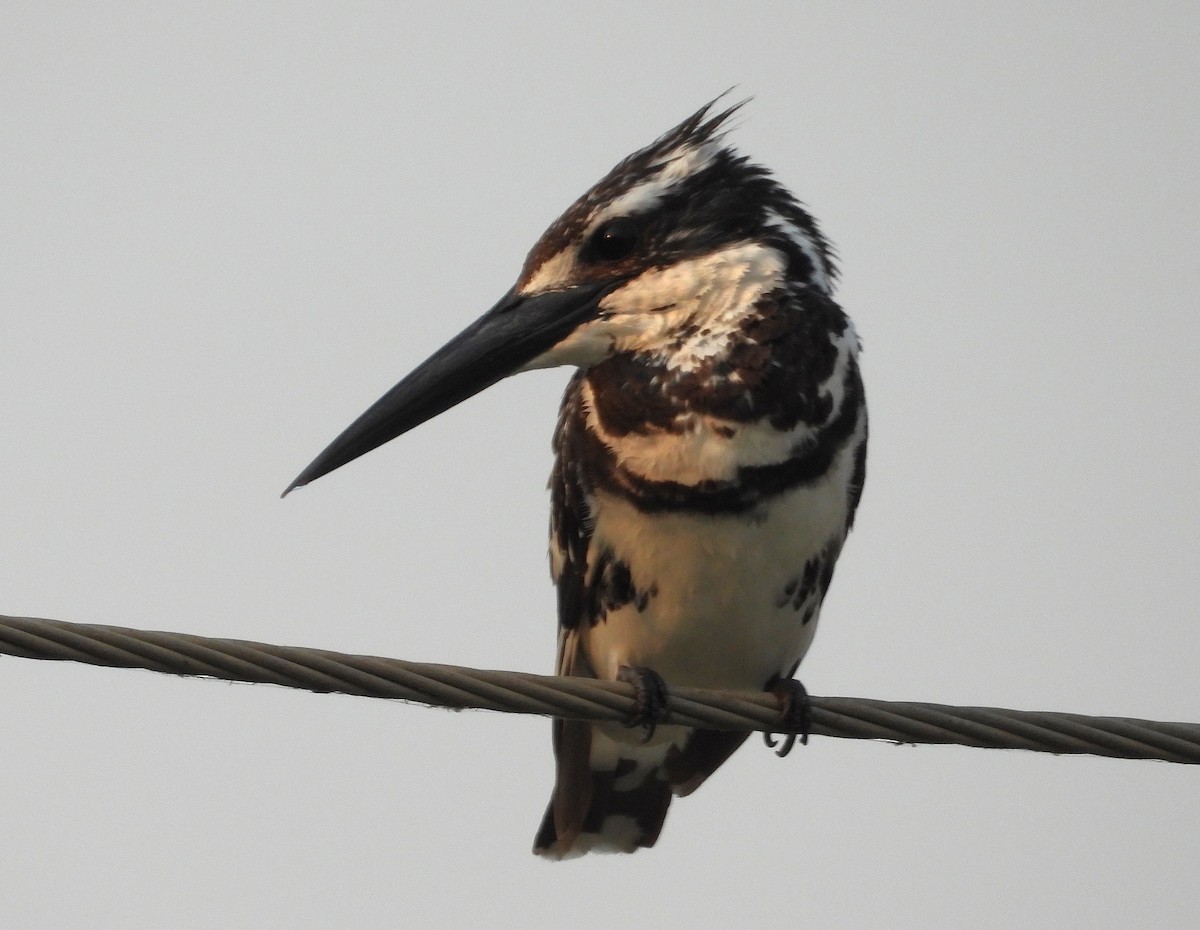 Pied Kingfisher - ML628247793