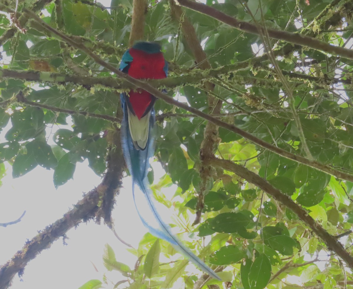 Quetzal Guatemalteco (costaricensis) - ML628247814