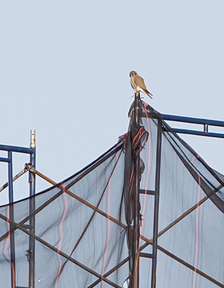 American Kestrel - ML628247979