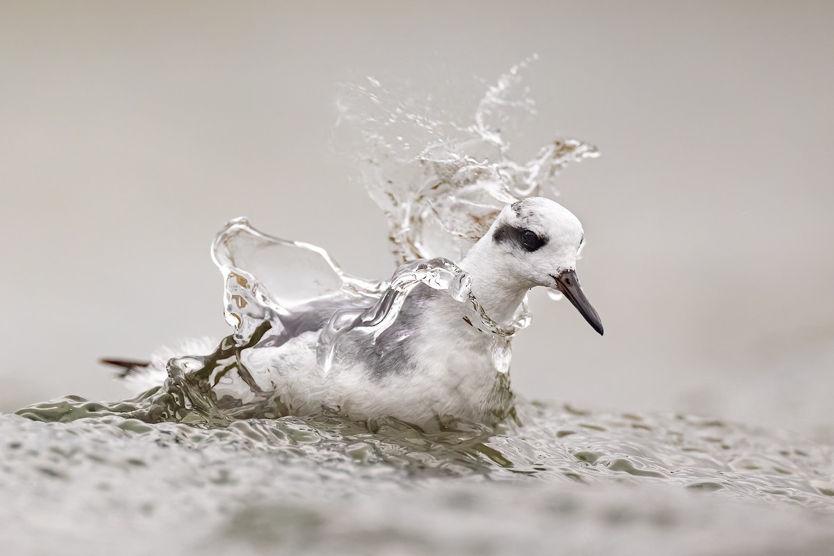Red Phalarope - ML628248046