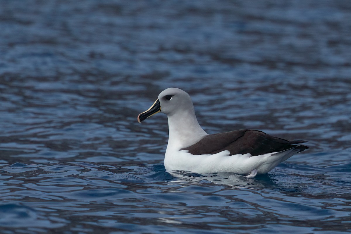 Gray-headed Albatross - ML628248060