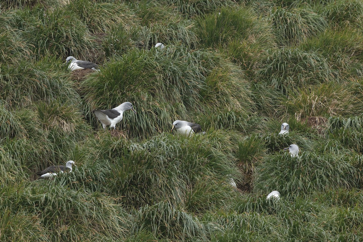 Gray-headed Albatross - ML628248068