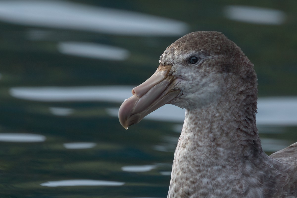 Northern Giant-Petrel - ML628248079