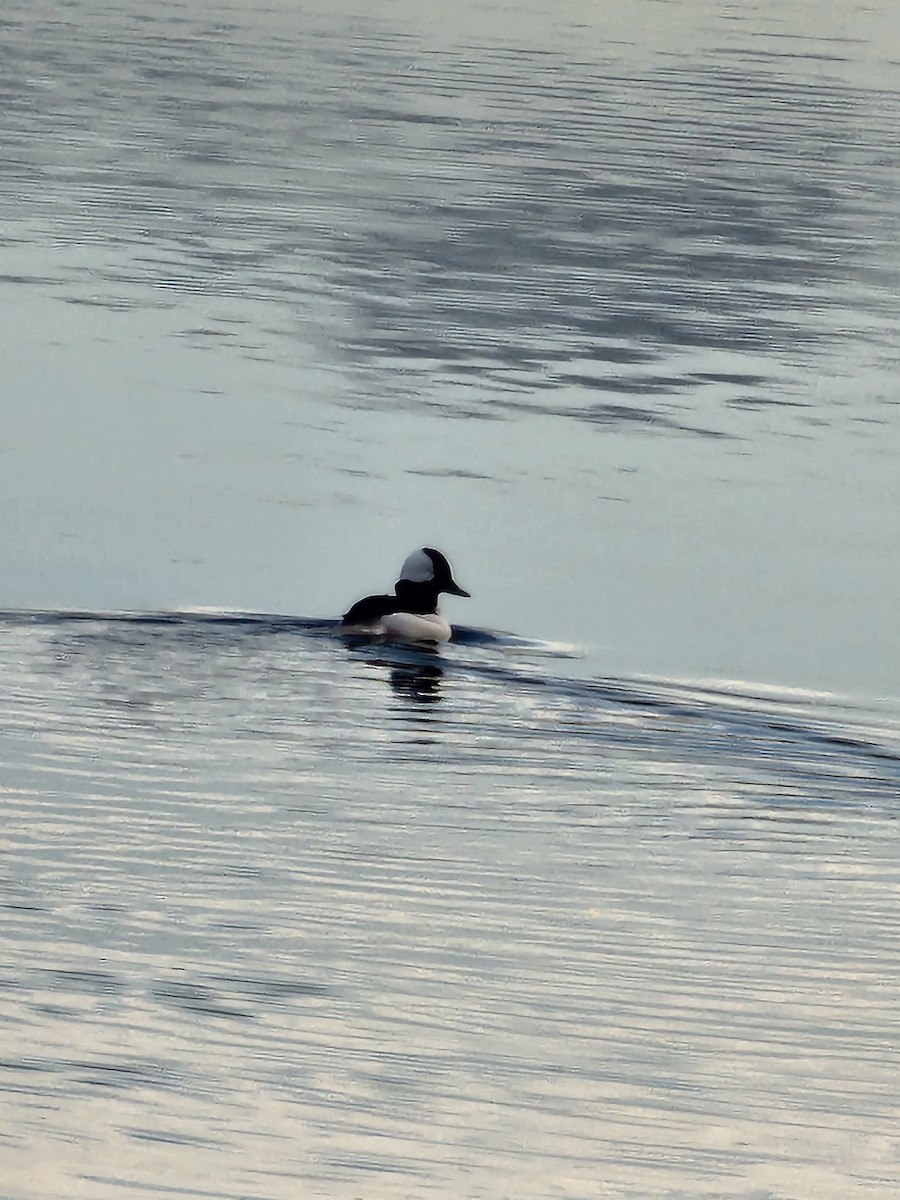 Bufflehead - ML628248100