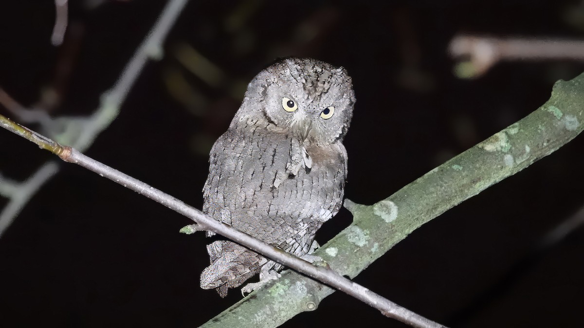 Eurasian Scops-Owl - ML628248150