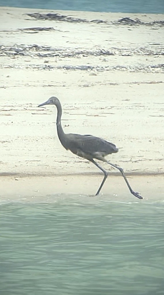 Reddish Egret - ML628248158