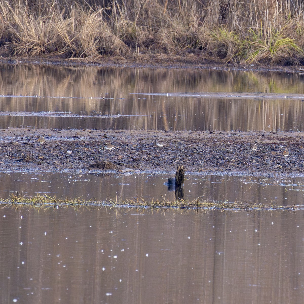 Dunlin - ML628248240