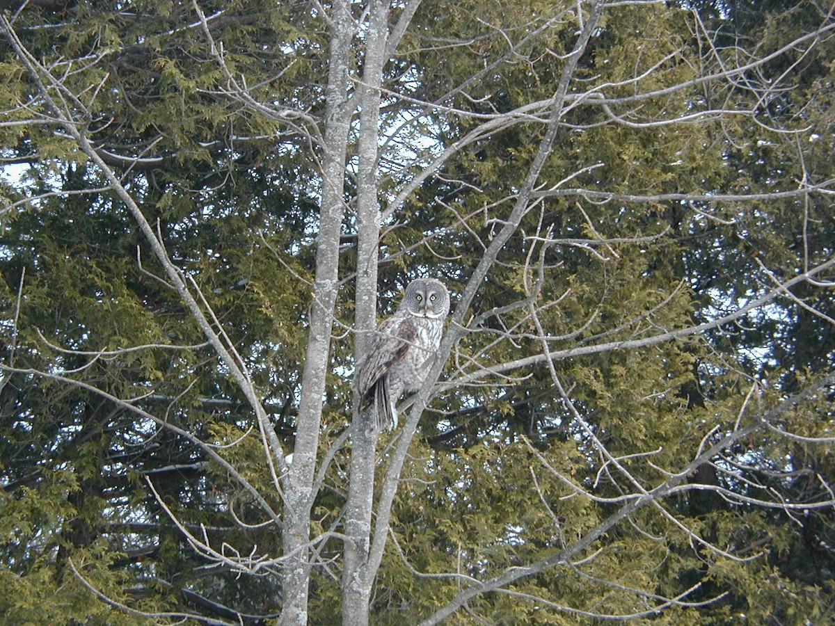 Great Gray Owl - ML628248242