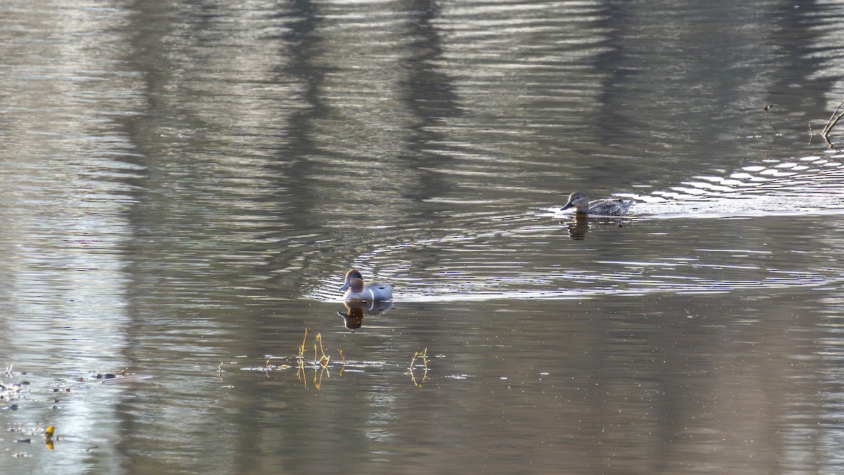 Green-winged Teal - ML628248255