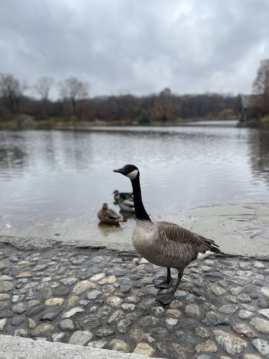 Канад галуу - ML628248362