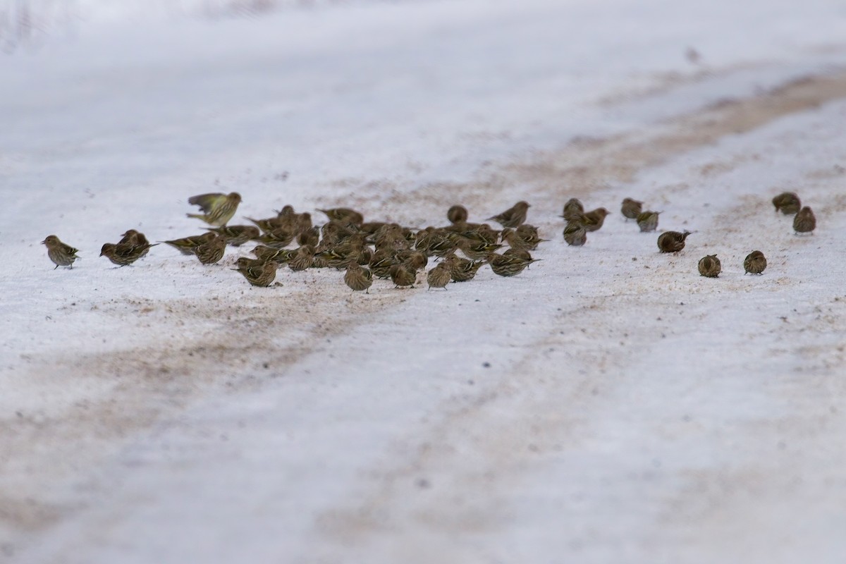 Pine Siskin - ML628248391