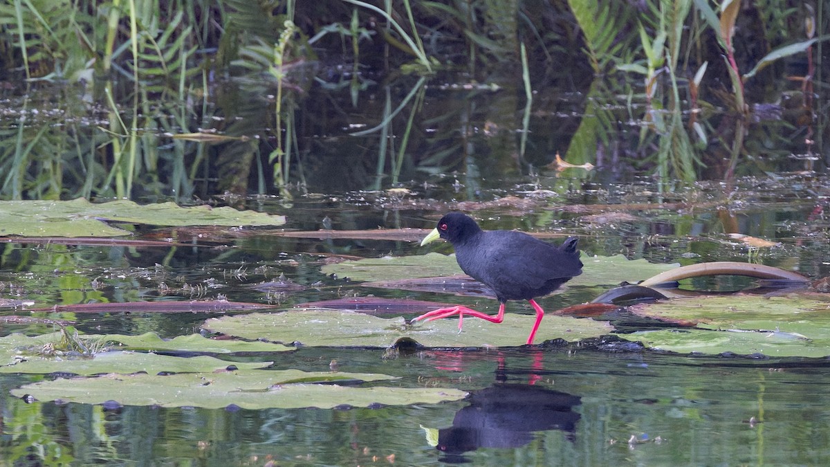 Black Crake - ML628248424