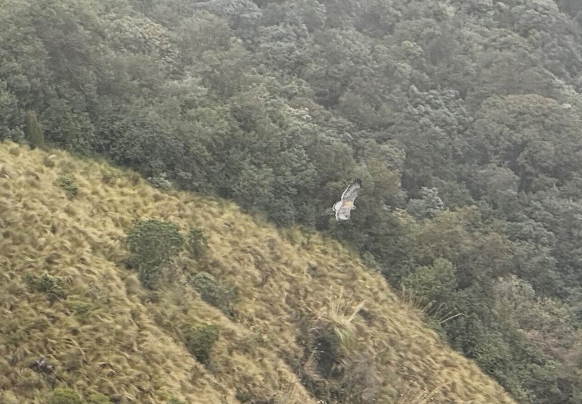 Variable Hawk - ML628248587