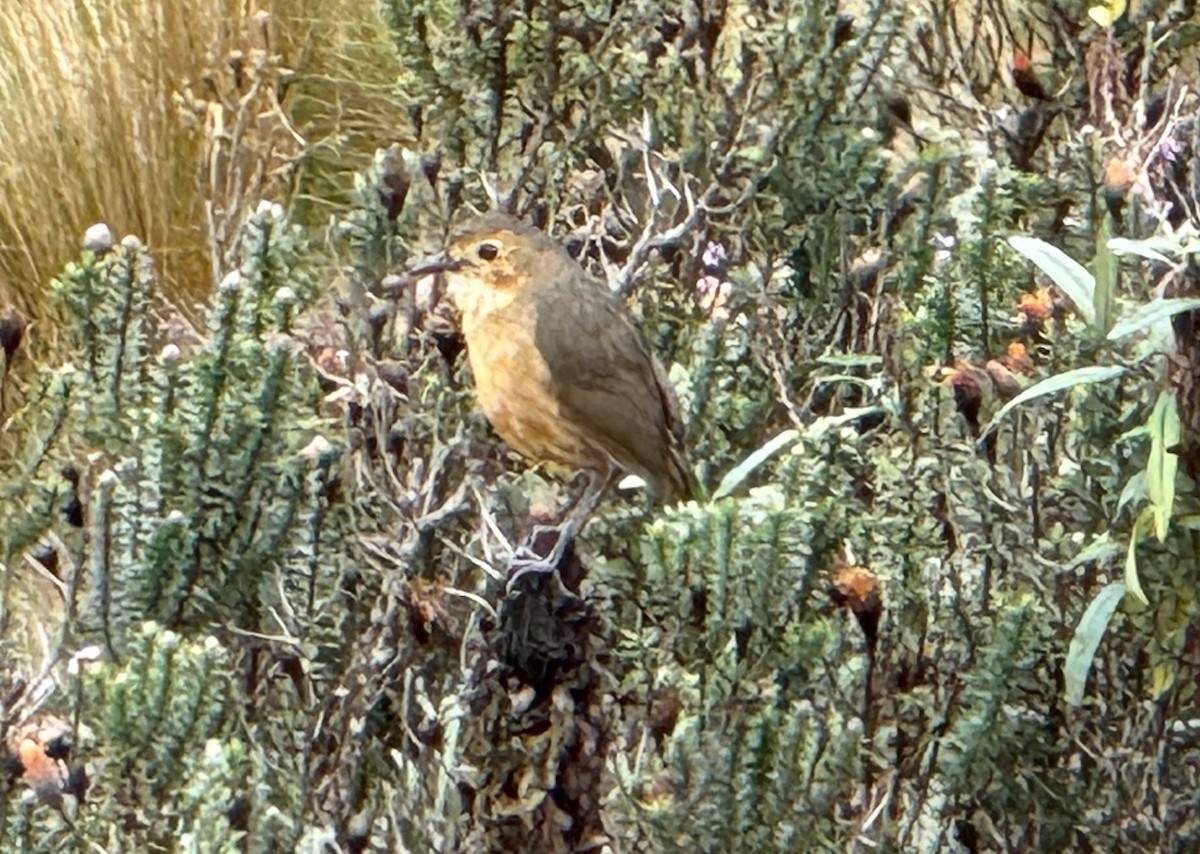Tawny Antpitta - ML628248632