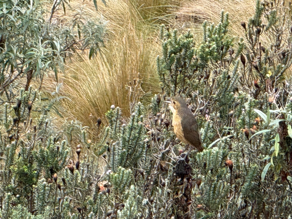 Tawny Antpitta - ML628248635