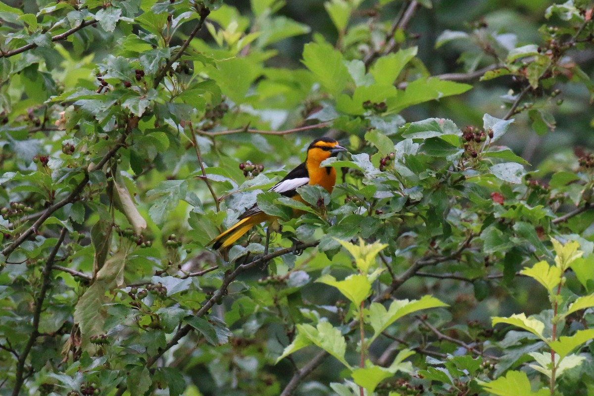 Bullock's Oriole - Henry Burton