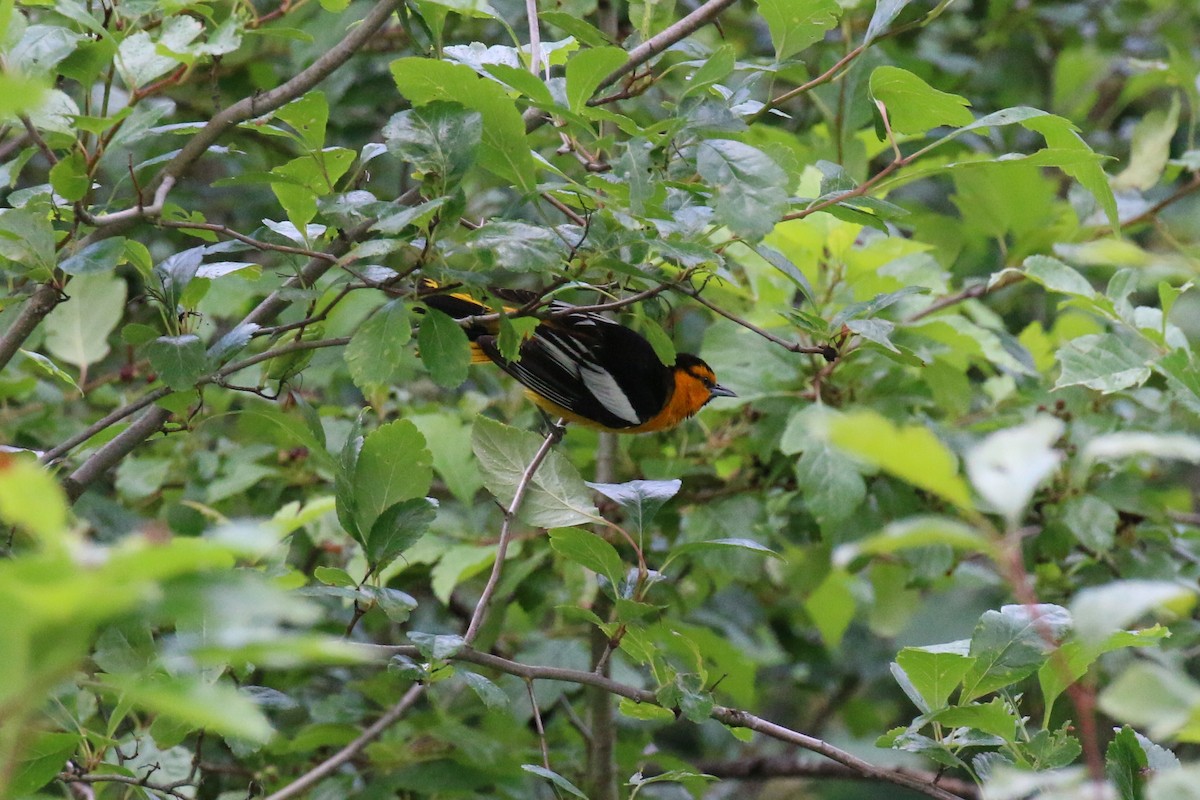 Bullock's Oriole - ML62824881