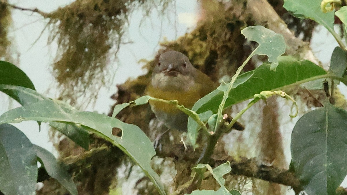 Common Chlorospingus (Northern Andes) - ML628248873