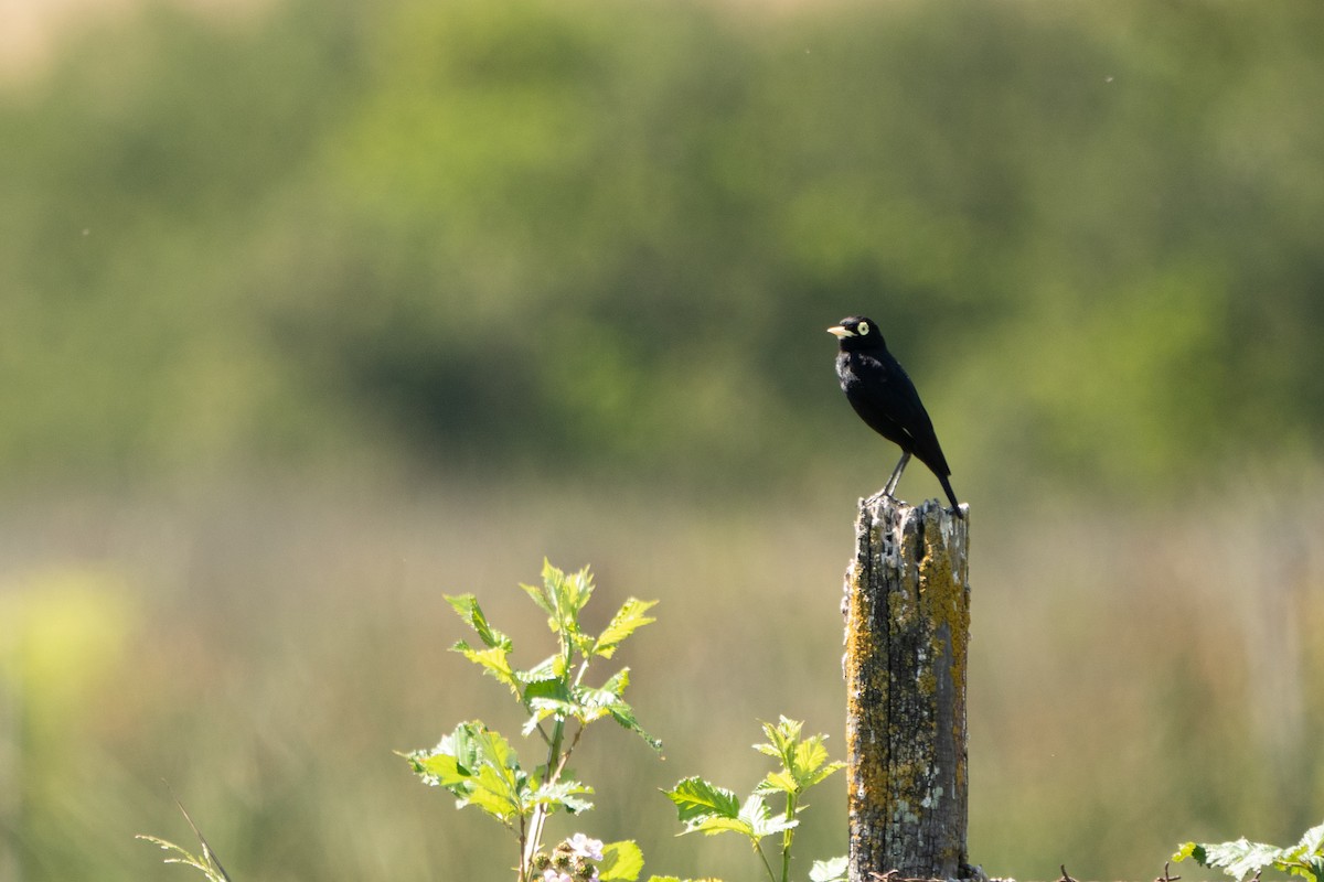 Brillendunkeltyrann - ML628248991