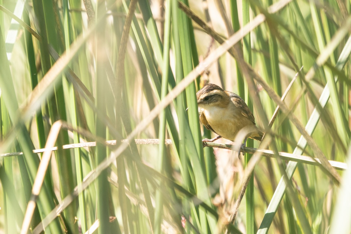 Binsenschlüpfer - ML628249005