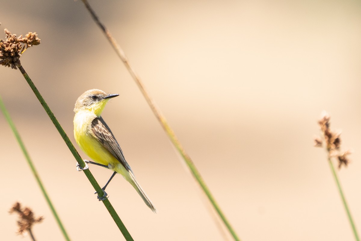 Tickersumpftyrann - ML628249010