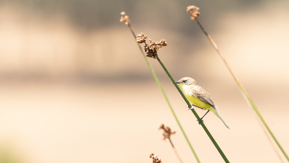 Tickersumpftyrann - ML628249012