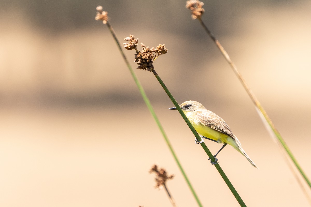 Tickersumpftyrann - ML628249014