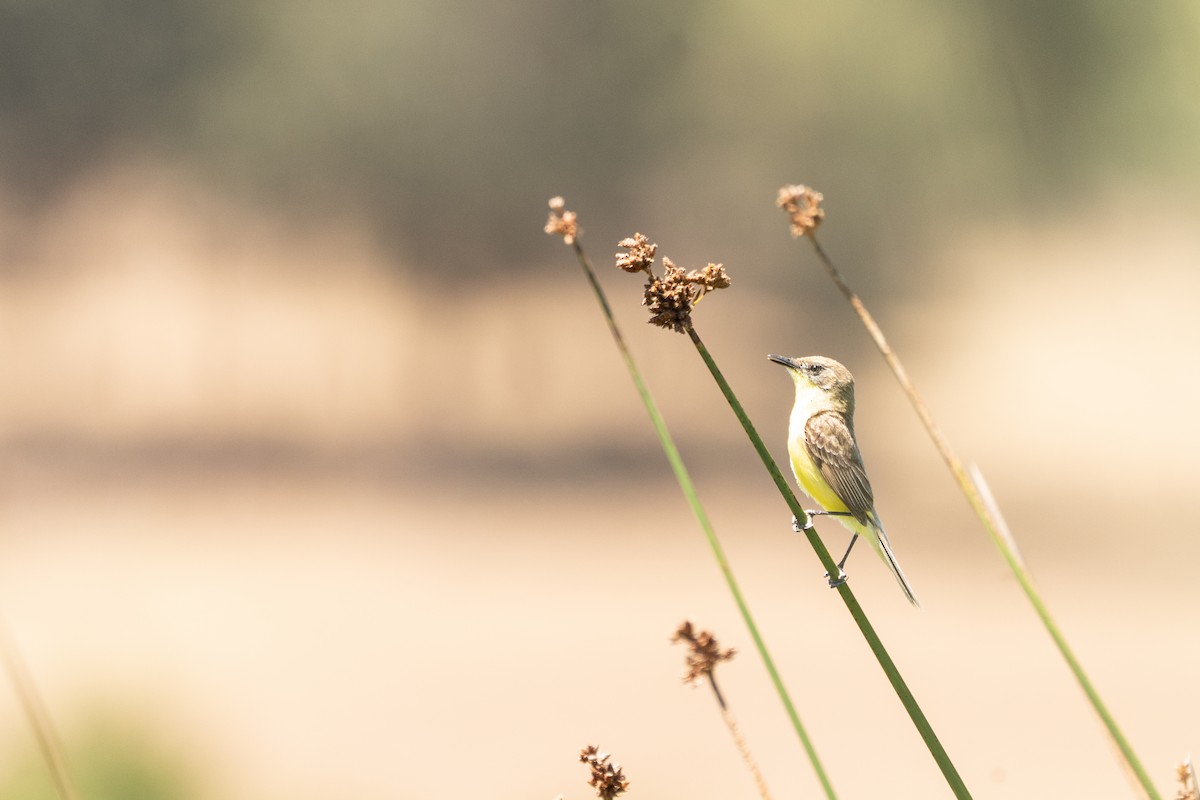 Tickersumpftyrann - ML628249017