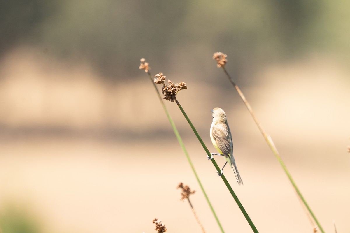 Tickersumpftyrann - ML628249018